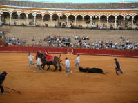 corrida44.jpg